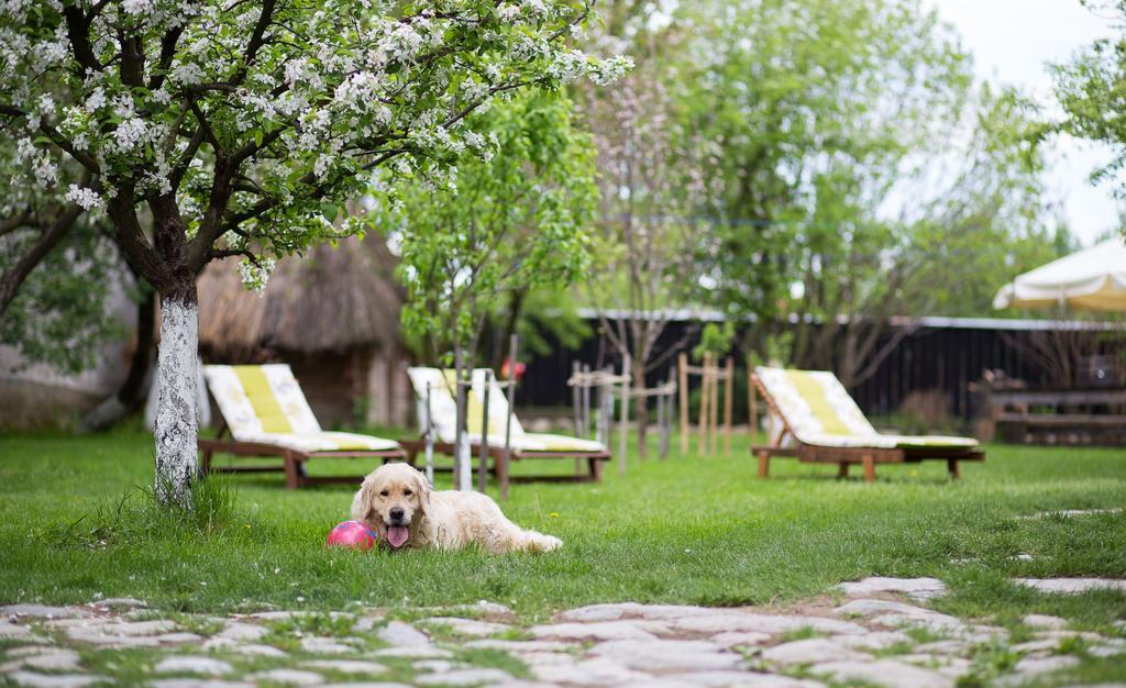 Casa Mosului - Transfagarasan Bed & Breakfast Cîrţişoara Kültér fotó