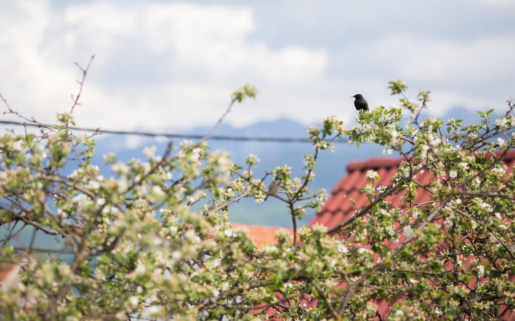Casa Mosului - Transfagarasan Bed & Breakfast Cîrţişoara Kültér fotó